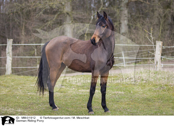 German Riding Pony / MM-01912