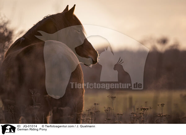 German Riding Pony / JQ-01014