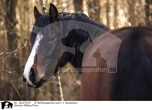 Deutsches Reitpony / German Riding Pony / JQ-01015