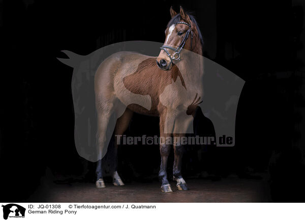 German Riding Pony / JQ-01308