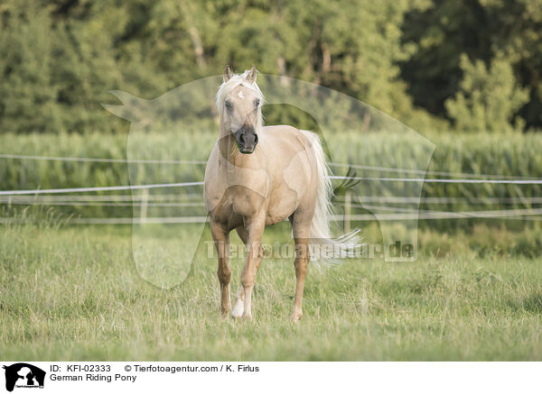 German Riding Pony / KFI-02333