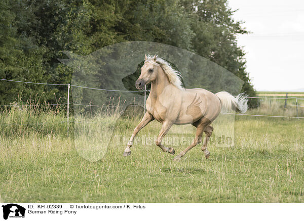 Deutsches Reitpony / German Riding Pony / KFI-02339