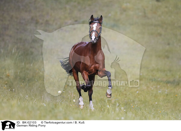German Riding Pony / BK-02103