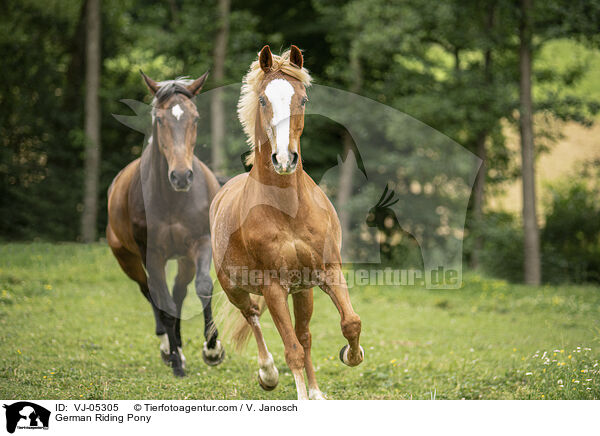 Deutsches Reitpony / German Riding Pony / VJ-05305