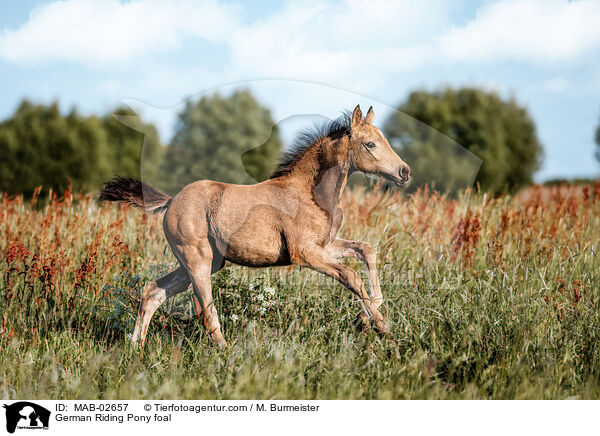 German Riding Pony foal / MAB-02657