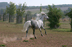 galoping horse