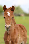 German Riding Pony foal