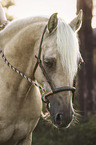 German Riding Pony