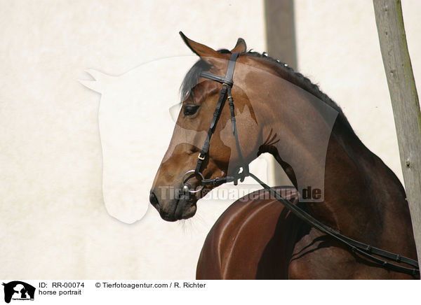 horse portrait / RR-00074