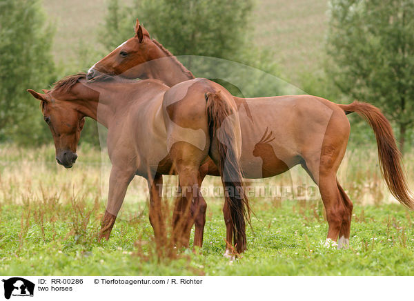 two horses / RR-00286
