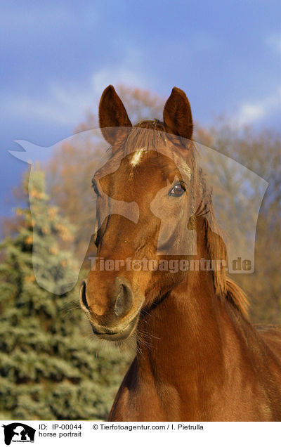 Edles Schsisches Warmblut Portrait / horse portrait / IP-00044