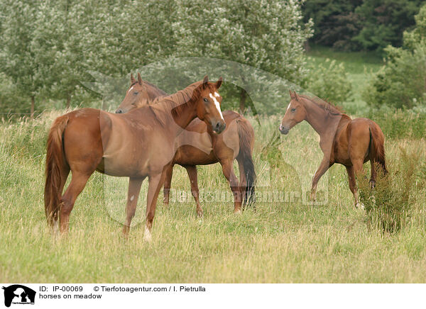 horses on meadow / IP-00069
