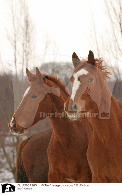 Doppelportrait / two horses / RR-01263