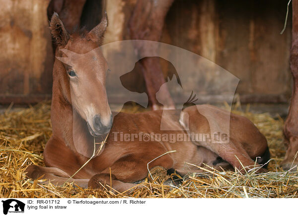 lying foal in straw / RR-01712