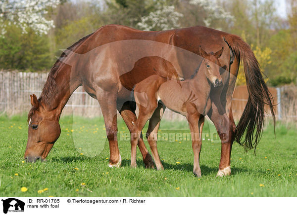 mare with foal / RR-01785