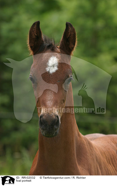 Fohlen im Portrait / foal portrait / RR-02032
