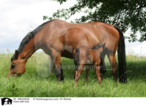 mare with foal / RR-02036