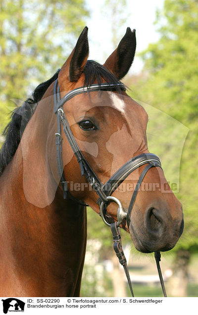 Brandenburgian horse portrait / SS-02290