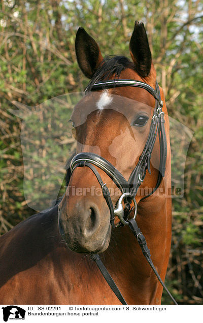 Brandenburgian horse portrait / SS-02291