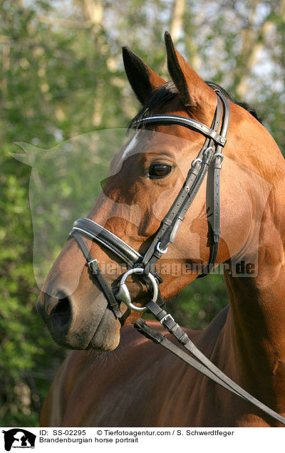 Brandenburgian horse portrait / SS-02295