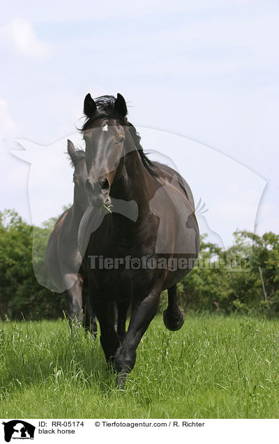 black horse / RR-05174