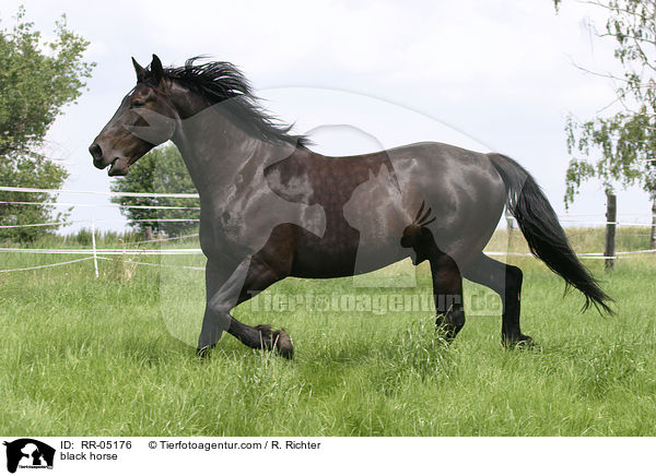 black horse / RR-05176