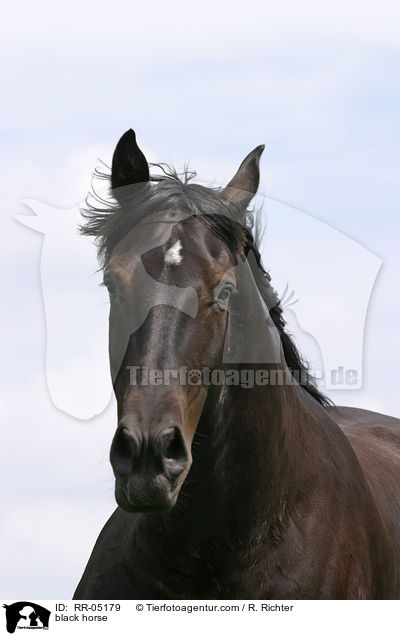 black horse / RR-05179