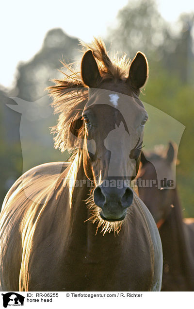 Pferd im Portrait / horse head / RR-06255
