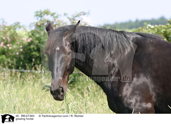 grazing horse / RR-07360