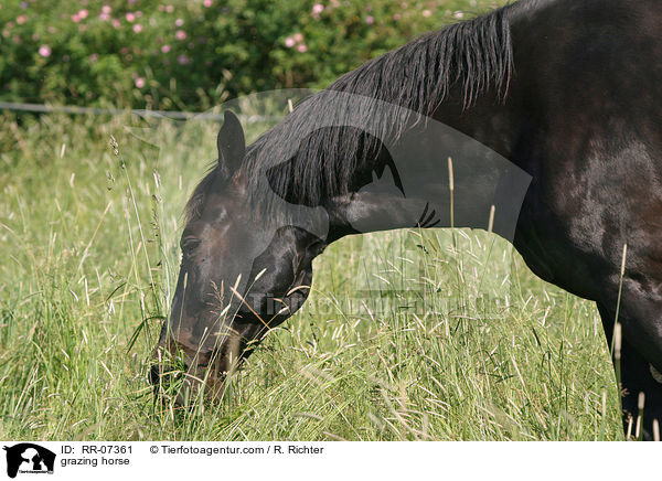 grazing horse / RR-07361