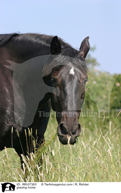 grazing horse / RR-07363