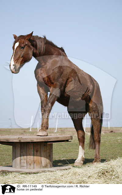 horse on pedestal / RR-11149