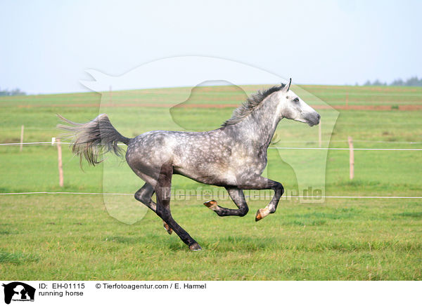 running horse / EH-01115