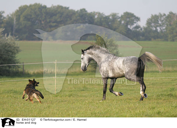 horse and dog / EH-01127