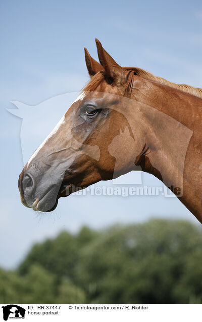 horse portrait / RR-37447