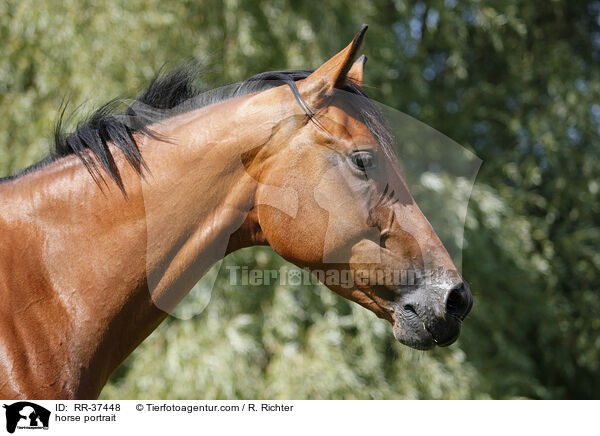 horse portrait / RR-37448