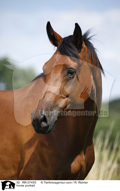 horse portrait / RR-37455