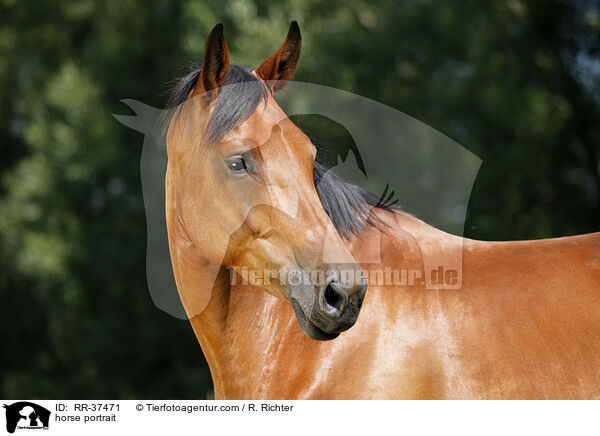 horse portrait / RR-37471