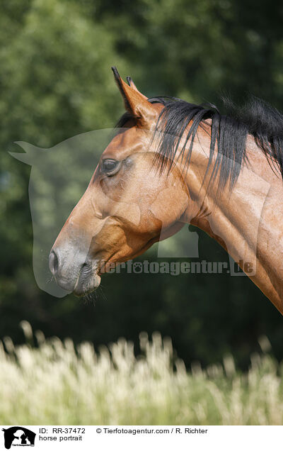 horse portrait / RR-37472