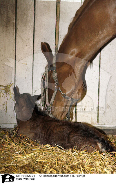 mare with foal / RR-52024