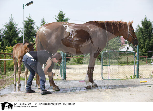 horse takes shower / RR-52730