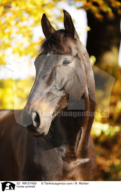 horse portrait / RR-57489
