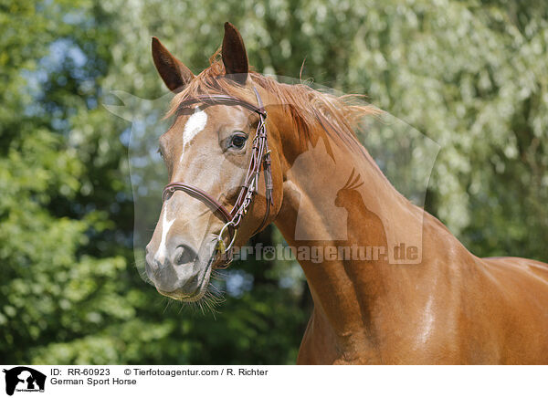 German Sport Horse / RR-60923