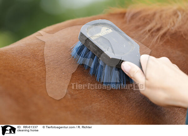 cleaning horse / RR-61337