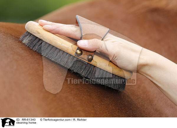 cleaning horse / RR-61340