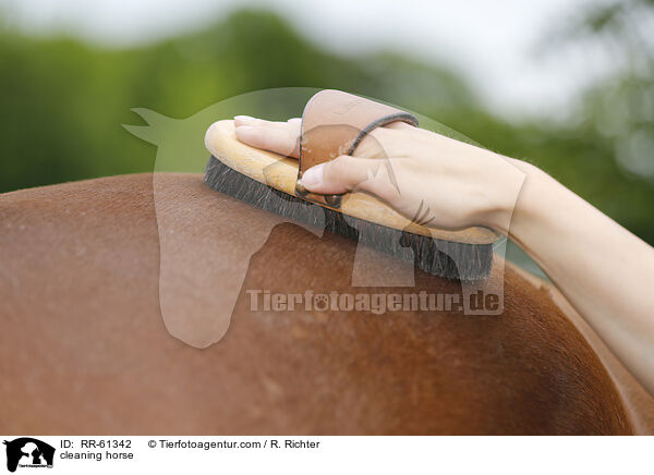 cleaning horse / RR-61342