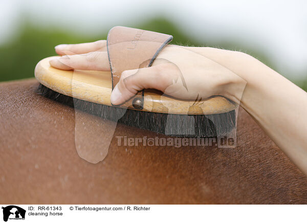 cleaning horse / RR-61343