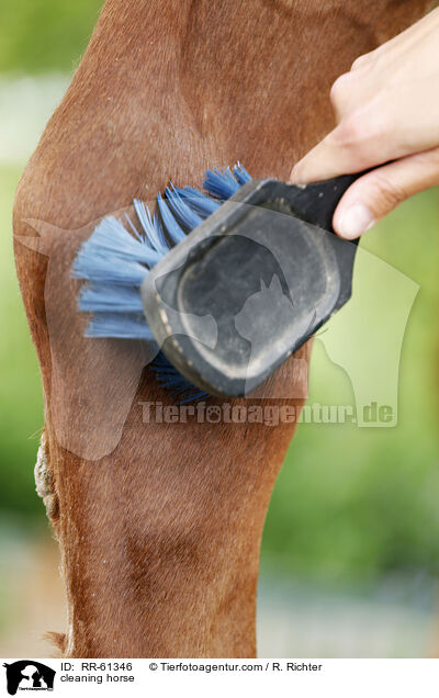 cleaning horse / RR-61346
