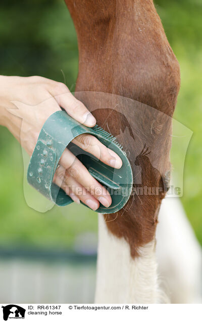 cleaning horse / RR-61347