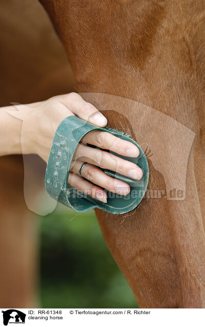 cleaning horse / RR-61348